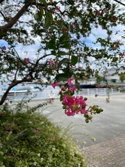 サルスベリ（百日紅）