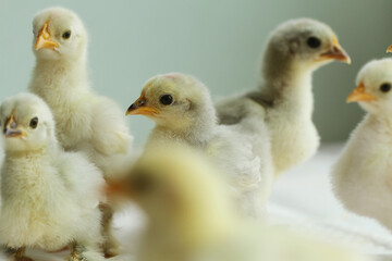  little chicken on green background