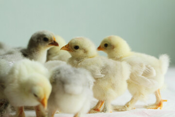  little chicken on green background