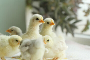  little chicken on green background