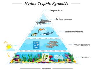 Marine Trophic pyramids - obrazy, fototapety, plakaty