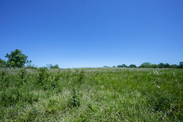 Fototapeta premium Blue sky over green pasture on a sunny day