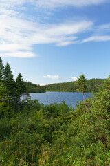 lake and forest