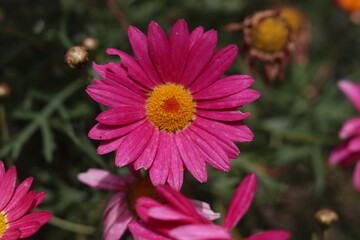 Obraz premium close up of pink flower