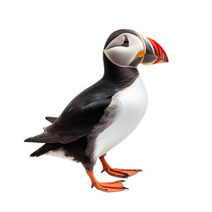 The puffin is a unique and charming seabird known for its distinctive appearance and behavior. 
