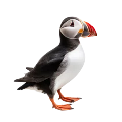 Crédence en verre imprimé Macareux moine The puffin is a unique and charming seabird known for its distinctive appearance and behavior. 