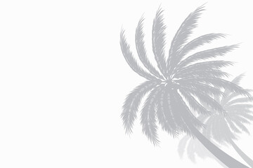Palm tees or coconut trees. gray shadow. Side copy space. For advertisements, business cards, brochures and white background