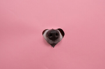 A dog's nose sticks out of a pink cardboard background. A hole in the shape of a heart.