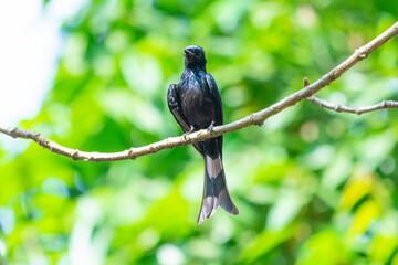 BRONZED DRONGO