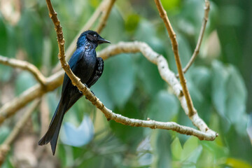 BRONZED DRONGO