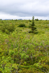 Fototapeta na wymiar Green landscape on the rim of Valley of Ten Thousand Smokes, Katmai National Park, Alaska 