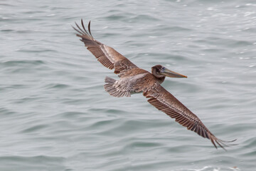 Pelican in flight in Abalone cove on the central coast of Cambria California United States