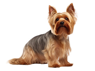 The Silky Terrier, also known as the Australian Silky Terrier or simply the Silky, is a small and elegant breed of terrier known for its beautiful
