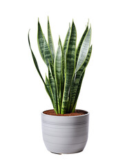 The snake plant, scientifically known as Sansevieria, is a popular and easy-to-care-for houseplant known for its striking appearance and air-purifying qualities.