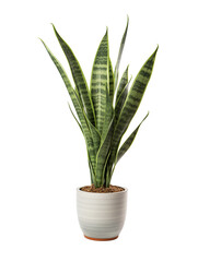 The snake plant, scientifically known as Sansevieria, is a popular and easy-to-care-for houseplant known for its striking appearance and air-purifying qualities.