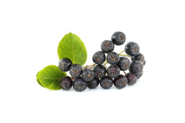 Aronia berries with a green leaf over white