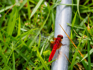 草むらの金属のパイプで翅を休める赤とんぼ
