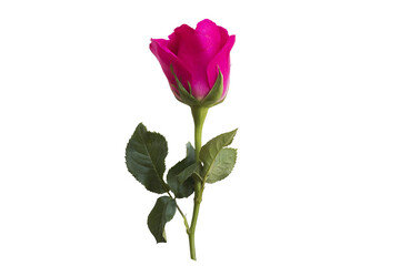 Obraz premium pink flowers rose local flora of asia arrangement flat lay postcard style 