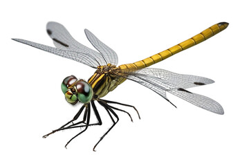 dragonfly isolated on transparent background