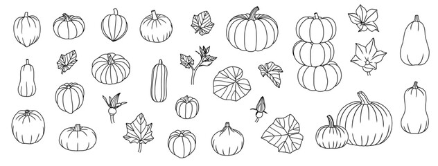 Obraz premium Pumpkin Element Set, Pumpkin Leaves, Flowers, Buds, Fruits