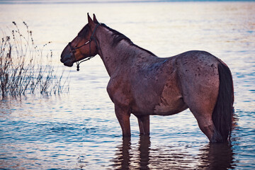 roan horse in halter standing in lake water 