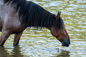 Roan mustang horse in river drinking water