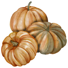 Watercolor Pumpkin Illustration