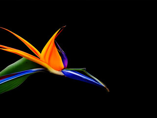 Obraz na płótnie Canvas Bird of paradise flower isolated on black background. 