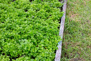 Brazilian Spinach plant in vegetable patch