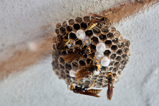 Tireless Wasps: Building Their Vibrant Nest