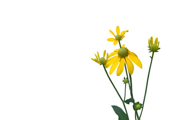 Isolated image of a bouquet of yellow flowers on a png file with a transparent background.
