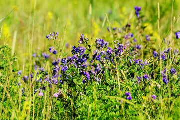 Fototapeta premium Wild flowers in the meadow on a sunny summer day. Natural background.
