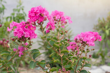 Pink Crape myrtle, Lagerstroemia, Crape flower (Indian Lilac) bloom in the garden on blur nature background.