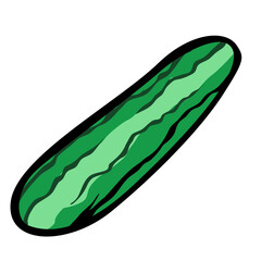 illustration of green cucumber