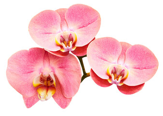 Fototapeta na wymiar Phalaenopsis pink flower, black isolated background with clipping path. Closeup. no shadows. For design. . Transparent background. Nature.