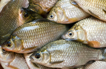 Freshwater river fish crucian carp. Lots of fresh fish.