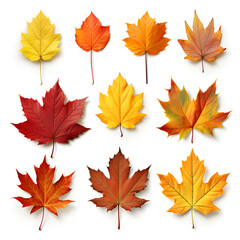 Fototapeta premium a set of abstract autumn fallen leaves.