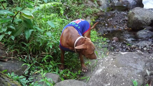 A brown pitbull was eating grass near the river.