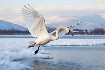 Whooper Swan turns on the water lead to snow Swan amid strong wind blowing snow Lake Kussharo, Hokkaido