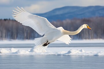 Fototapeta na wymiar Whooper Swan turns on the water lead to snow Swan amid strong wind blowing snow Lake Kussharo, Hokkaido