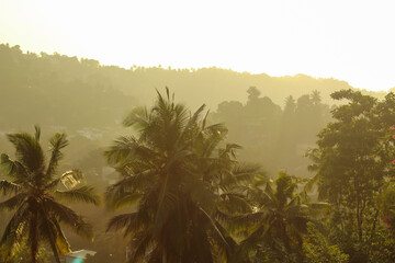 Magical light at the jungles in Kandy, Sri Lanka in the early morning - obrazy, fototapety, plakaty