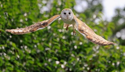 Barn Owl in flight, Quebec, Canada