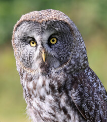 Great-horned Owl portrait, Quebec, Canada