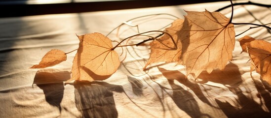 Backlit table with dried leaves.
