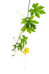 ゴーヤの花　雄花　Momordica charantia