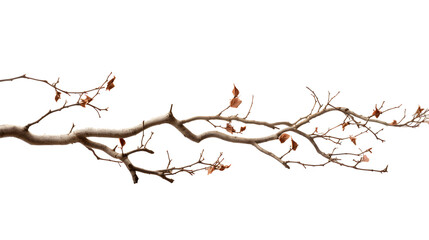 Serene Contrast: White Background Enhances Tree Vine's Beauty