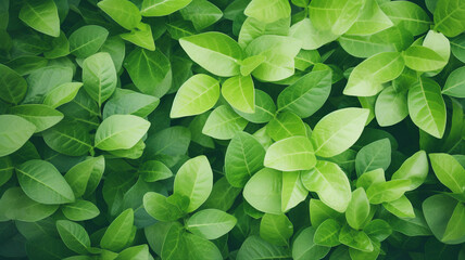 Green leaves pattern, bright summer background