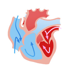 心臓断面のシンプルなイラスト