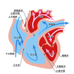 心臓断面のシンプルなイラスト