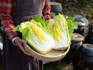 Fresh Korean cabbage harvested from the field